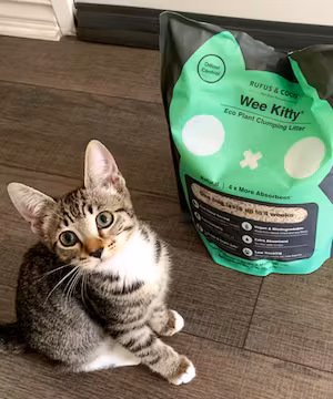 Instagram Sponsorship from Cat Nano-Influencer