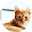 heynachocat